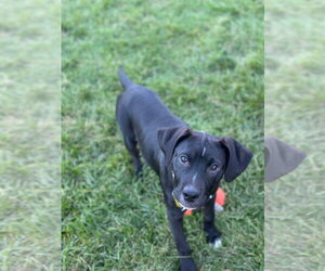 Tally - Female Labrador Retriever-Unknown Mix Dog for Adoption - Photo #4