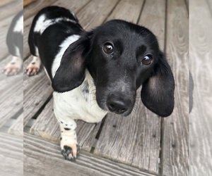 Father of the Dachshund puppies born on 06/23/2026