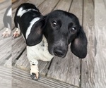 Small Photo #1 Dachshund Puppy For Sale in LAKE PLACID, FL, USA