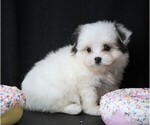 Small Maltipom