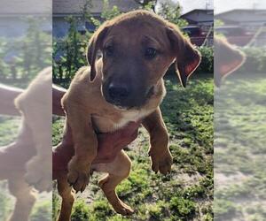 Bull Terrier-Unknown Mix Dogs for adoption in San Antonio, TX, USA
