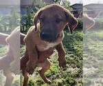 Small Bull Terrier Mix