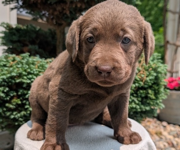 Medium Photo #8 Labrador Retriever Puppy For Sale in GOSHEN, IN, USA