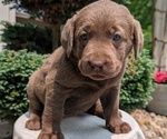 Small #7 Labrador Retriever