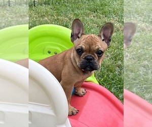 French Bulldog Puppy for sale in TRACYS LANDING, MD, USA
