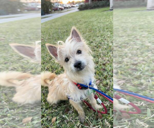 Medium Photo #2 Cairn Terrier Puppy For Sale in Pompano Beach , FL, USA