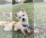 Small #1 Cairn Terrier
