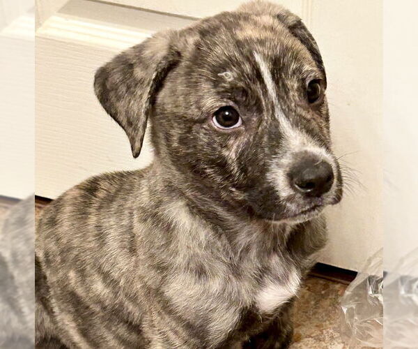 Medium Photo #6 Plott Hound-Unknown Mix Puppy For Sale in San Juan Capistrano, CA, USA