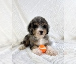 Small #4 Miniature Bernedoodle