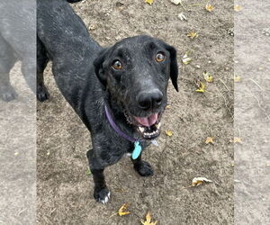 Catahoula Leopard Dog-Labrador Retriever Mix Dogs for adoption in Oakhurst, NJ, USA