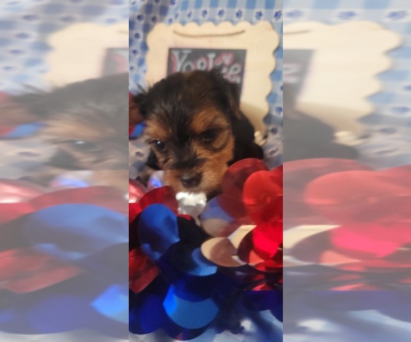 Medium Photo #139 Yorkshire Terrier Puppy For Sale in AKRON, OH, USA