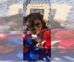 Small #9 Yorkshire Terrier