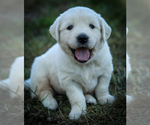 Small #8 English Cream Golden Retriever