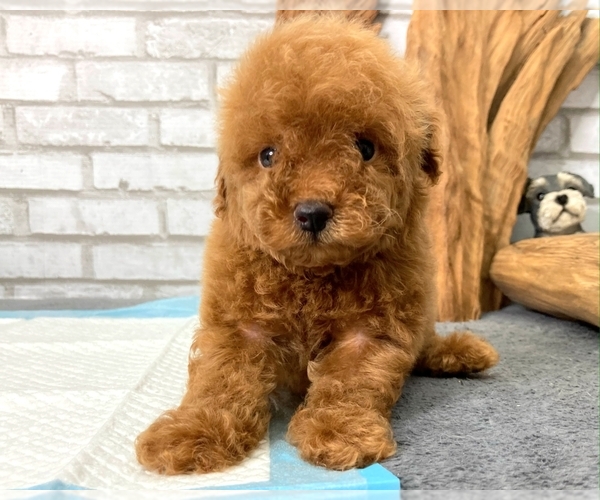 Medium Photo #4 Poodle (Toy) Puppy For Sale in LAS VEGAS, NV, USA