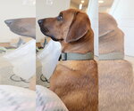 Small Photo #2 Bloodhound-Red Heeler Mix Puppy For Sale in Chandler, AZ, USA