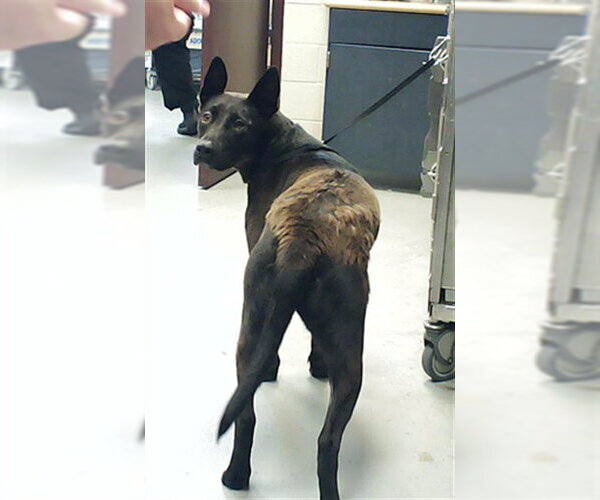 Medium Photo #1 German Shepherd Dog-Unknown Mix Puppy For Sale in Fayetteville, NC, USA