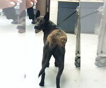 Small German Shepherd Dog Mix