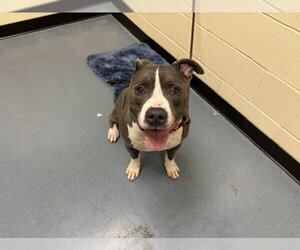 American Pit Bull Terrier Dogs for adoption in Denver, CO, USA