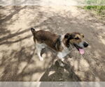 Small #3 Red Heeler Mix