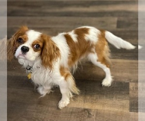 Father of the Cavalier King Charles Spaniel puppies born on 09/14/2023