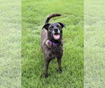 Small #4 Labrador Retriever Mix
