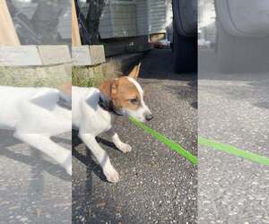 Mutt Dogs for adoption in Woodbury, NY, USA