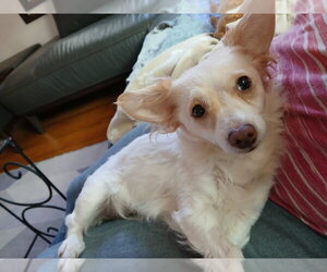 Sugar - Female Chion Dog for Adoption - Photo #5