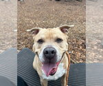 Small Photo #2 Staffordshire Bull Terrier-Unknown Mix Puppy For Sale in FRAMINGHAM, MA, USA