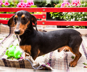 Father of the Dachshund puppies born on 04/29/2025