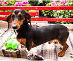 Small Photo #1 Dachshund Puppy For Sale in WAKARUSA, IN, USA