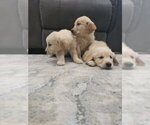 Small #5 Golden Retriever