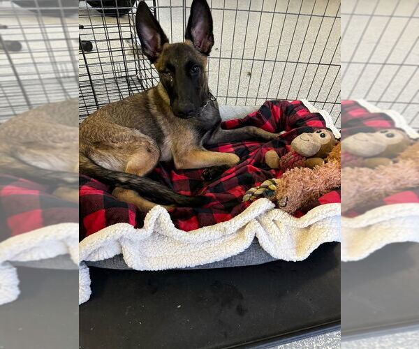 Medium Photo #5 Mutt Puppy For Sale in Dana Point, CA, USA