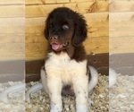 Small #2 Newfoundland