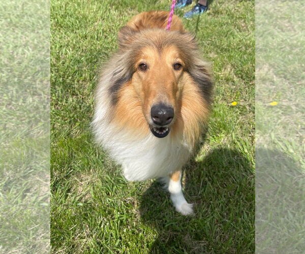 Medium Photo #2 Collie Puppy For Sale in Chantilly, VA, USA