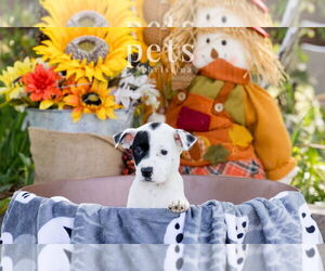 Mutt Dogs for adoption in Foristell, MO, USA