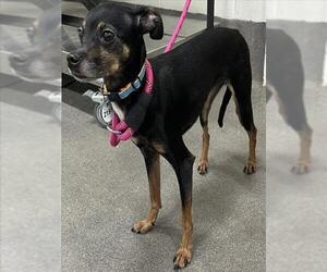 Chiweenie Dogs for adoption in Forestville, MD, USA