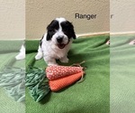 Puppy Puppy 1 Coton de Tulear