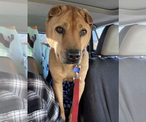 Mutt Dogs for adoption in Fort Collins, CO, USA