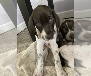 German Shorthaired Pointer Puppy for sale in COLUMBIA STA, OH, USA