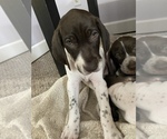 Small Photo #1 German Shorthaired Pointer Puppy For Sale in COLUMBIA STA, OH, USA