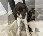 Small German Shorthaired Pointer