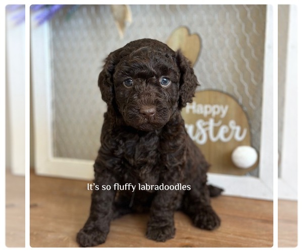 Medium Photo #5 Poodle (Miniature) Puppy For Sale in GROVELAND, FL, USA