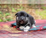 Small Photo #3 Siberian Husky Puppy For Sale in WESTHAMPTON, MA, USA