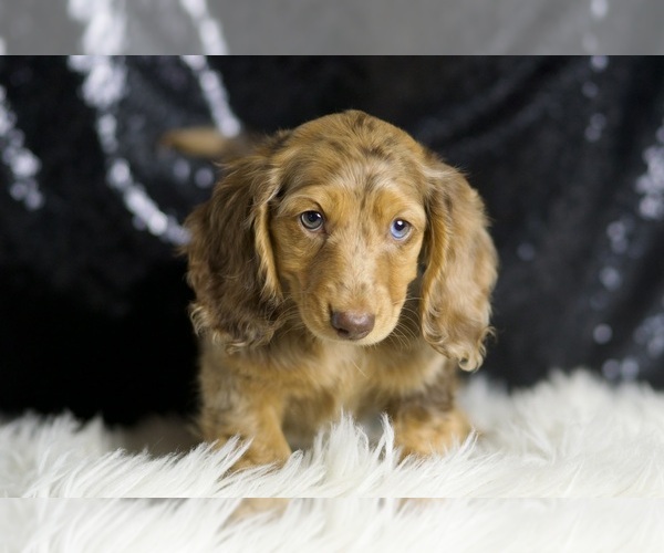 Medium Photo #1 Dachshund Puppy For Sale in WARSAW, IN, USA