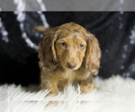 Small Dachshund