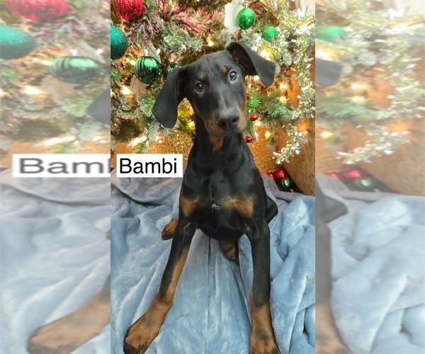 Medium Photo #3 Doberman Pinscher Puppy For Sale in POMEROY, OH, USA