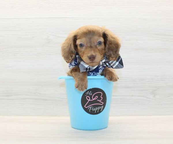 Medium Photo #4 Dachshund Puppy For Sale in LAS VEGAS, NV, USA