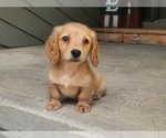 Small #1 Dachshund