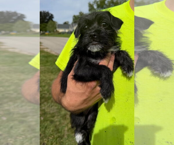 Medium Photo #2 Mutt Puppy For Sale in Grafton, WI, USA