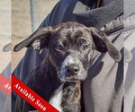 Small Boxer-Plott Hound Mix